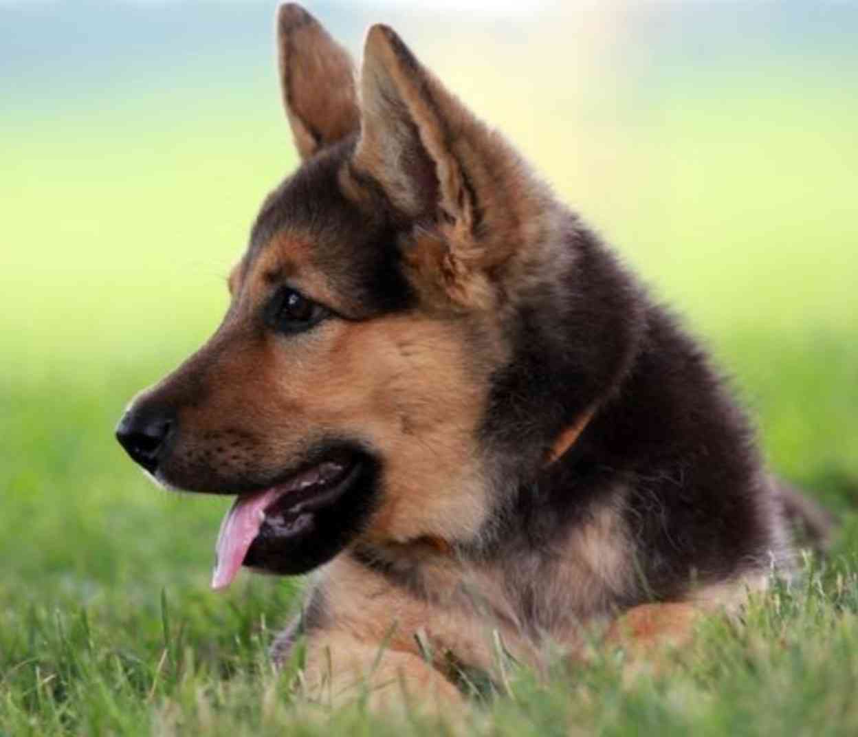 「大型犬」が好きな人いますか?