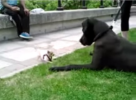 「大型犬」が好きな人いますか?