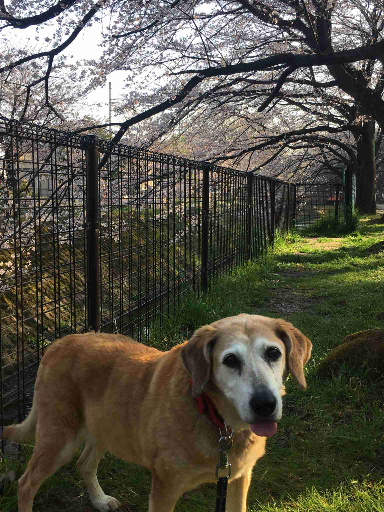 「大型犬」が好きな人いますか?