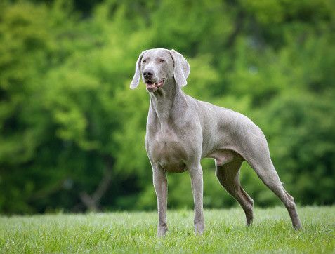 「大型犬」が好きな人いますか?