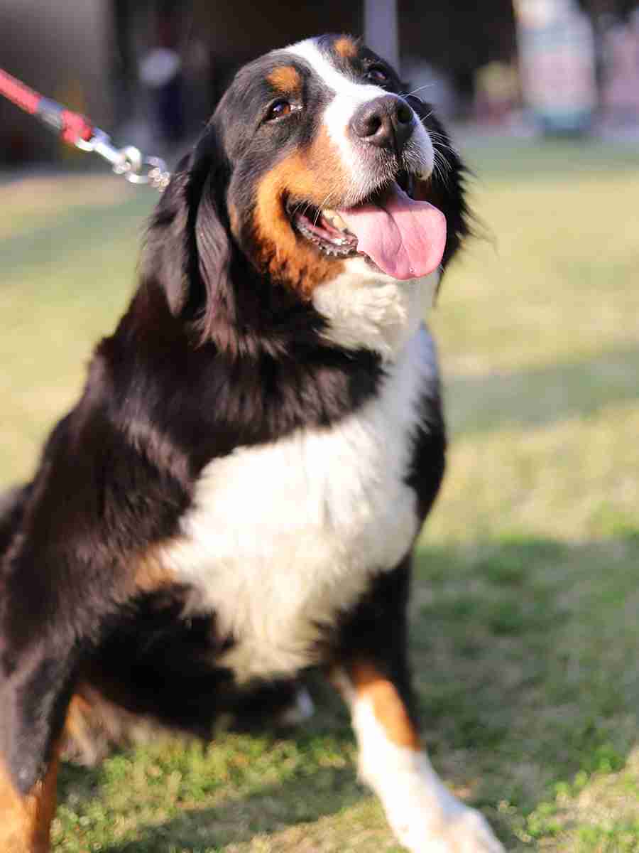 「大型犬」が好きな人いますか?