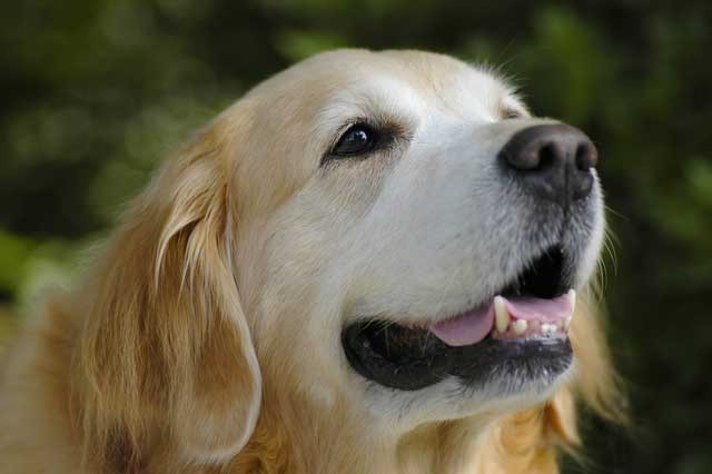 「大型犬」が好きな人いますか?
