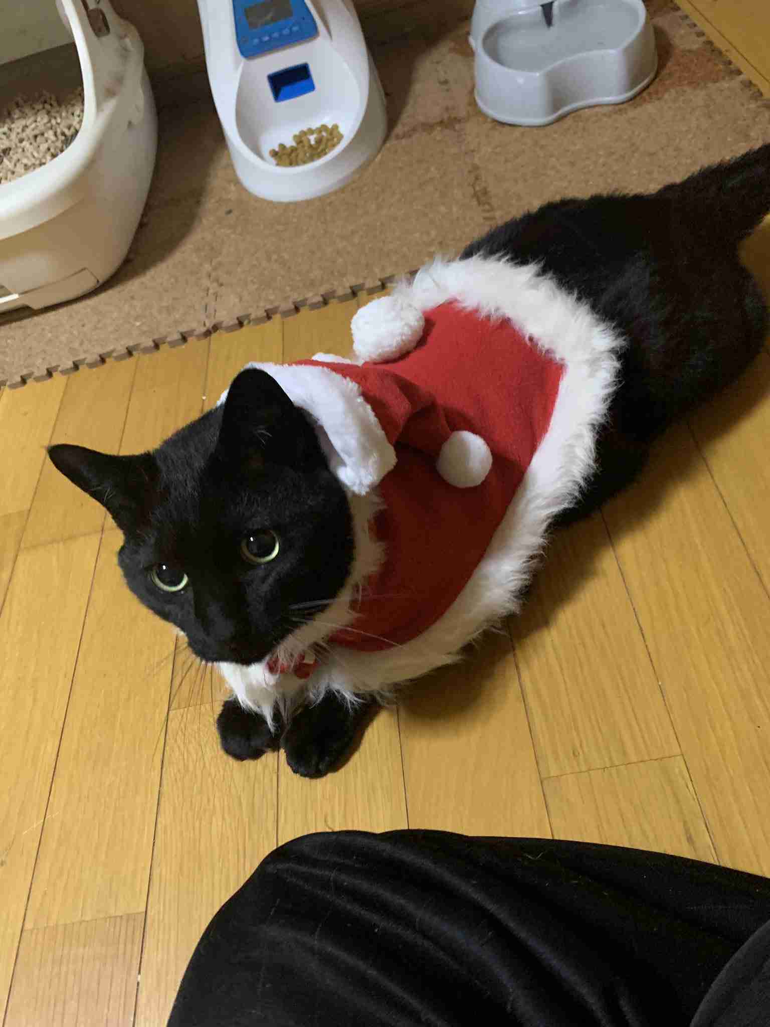 【ペット】ペット用品買いすぎ問題