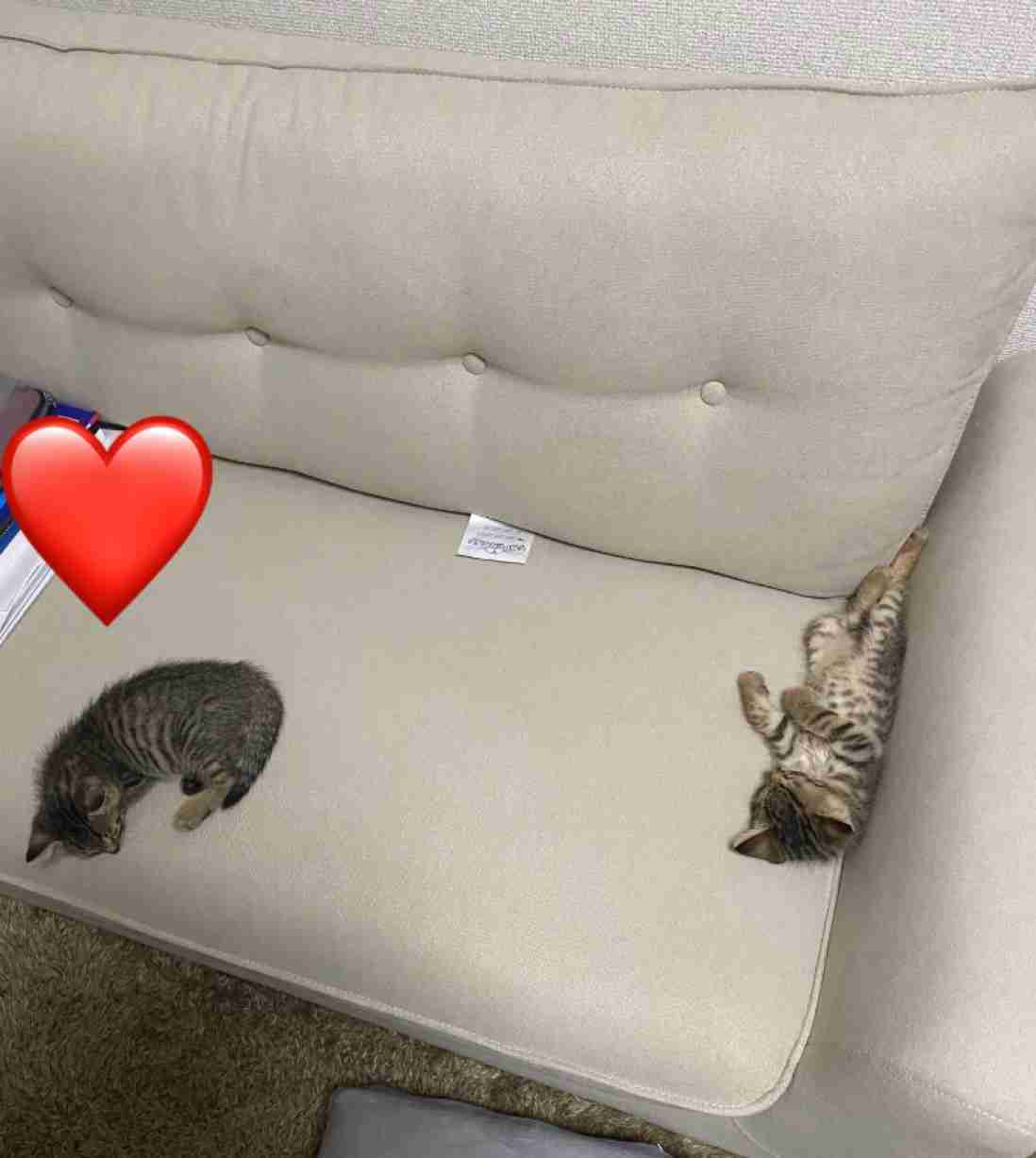 【ペット】ペット用品買いすぎ問題