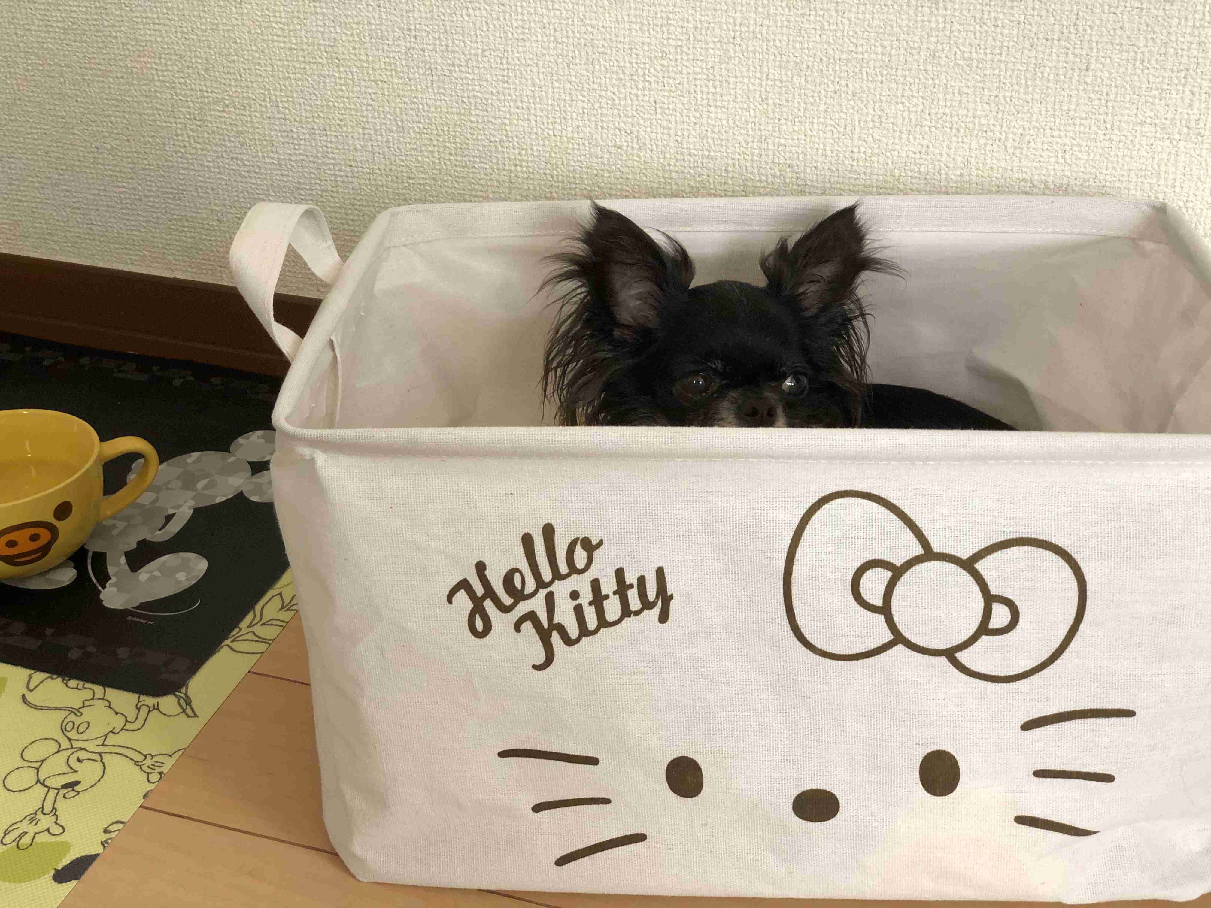 【ペット】ペット用品買いすぎ問題