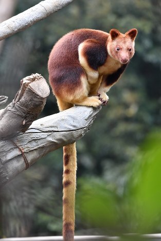 木登りしている動物たち