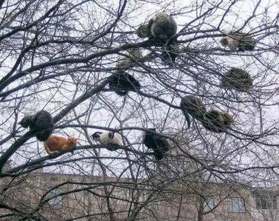 木登りしている動物たち