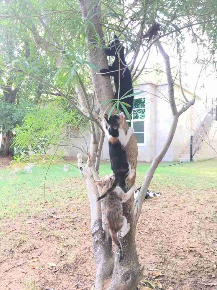 木登りしている動物たち