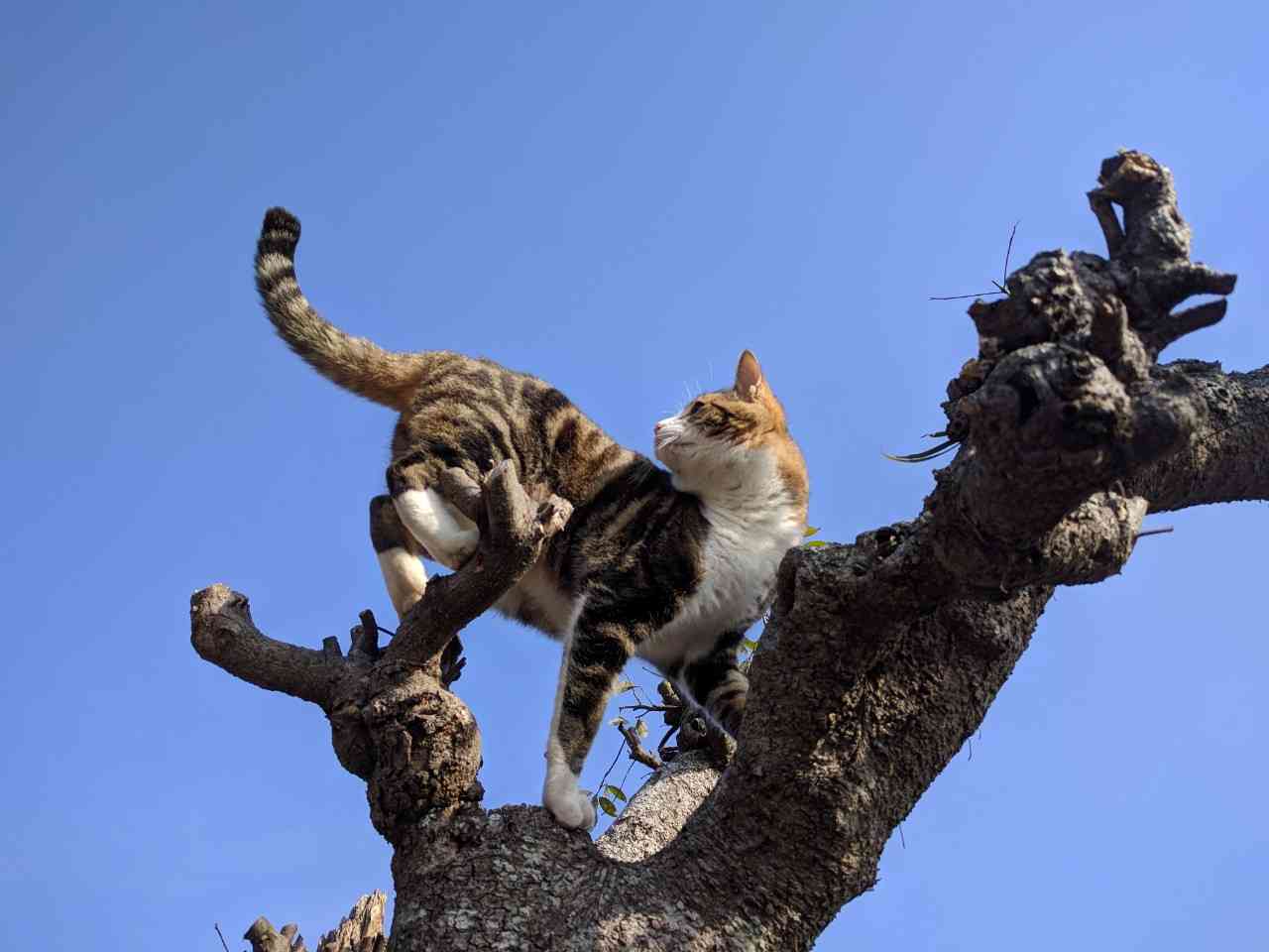 木登りしている動物たち