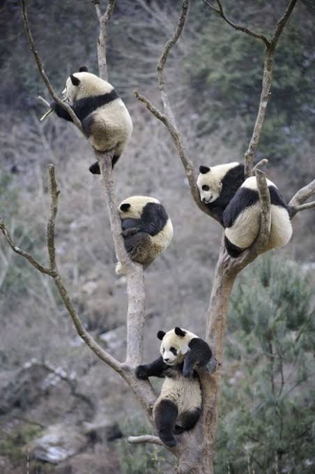 木登りしている動物たち