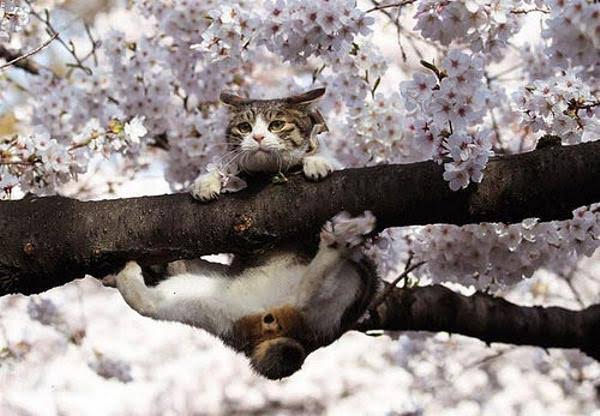 木登りしている動物たち
