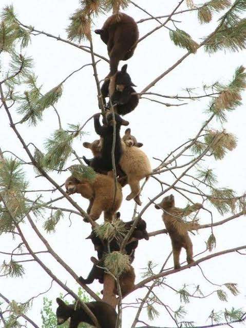 木登りしている動物たち