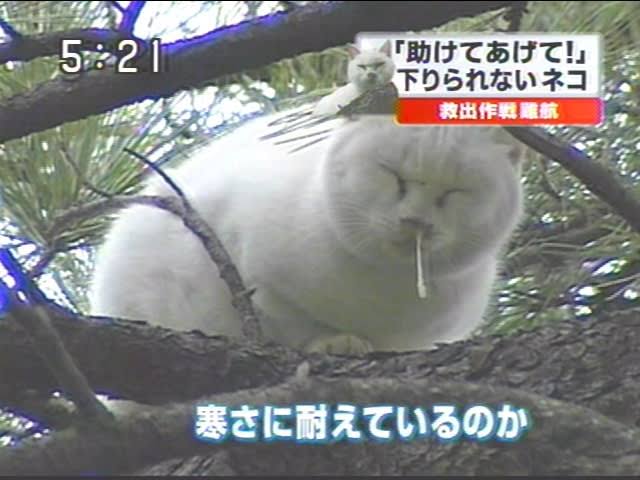 木登りしている動物たち