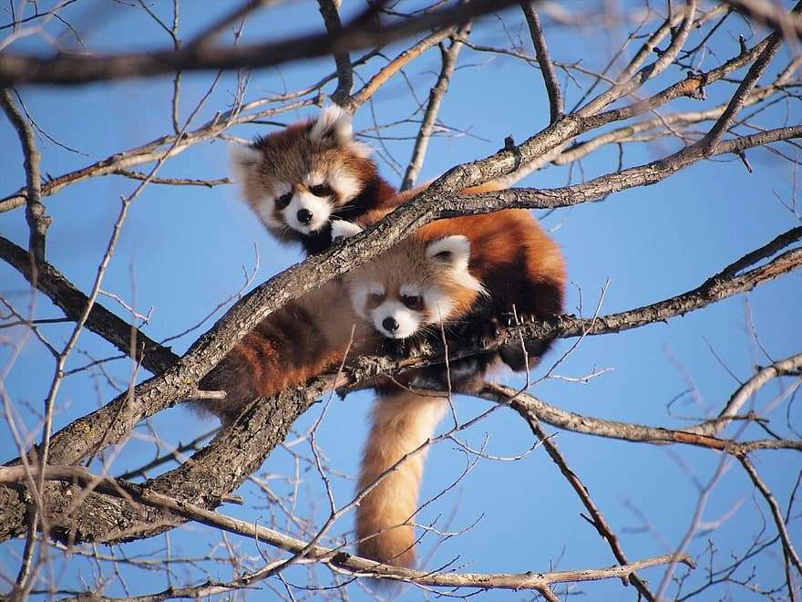 木登りしている動物たち