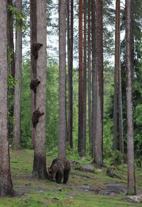 木登りしている動物たち
