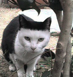 ボケたくて仕方がない人！