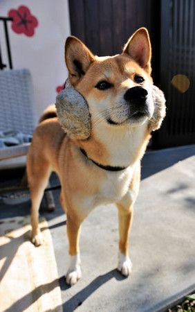 ボケたくて仕方がない人！