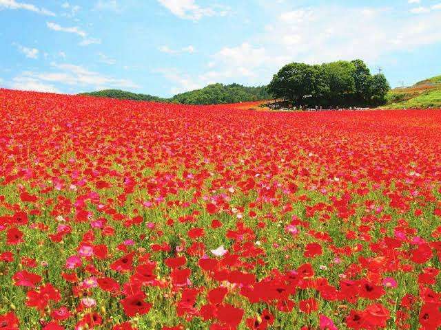 行って一番良かった観光地