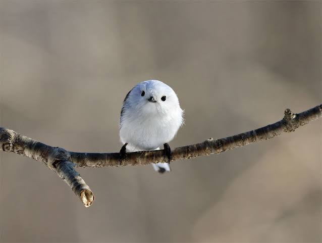 顔のパーツが全て小さい人