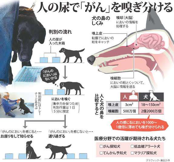 新型コロナウイルス感染者を嗅ぎ分ける犬がついに実用化（アラブ首長国連邦）