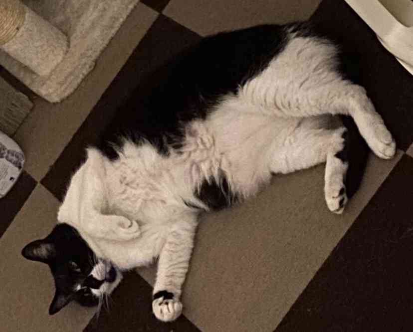 白黒猫の写真(白黒ブチ、白、黒1色)がみたい