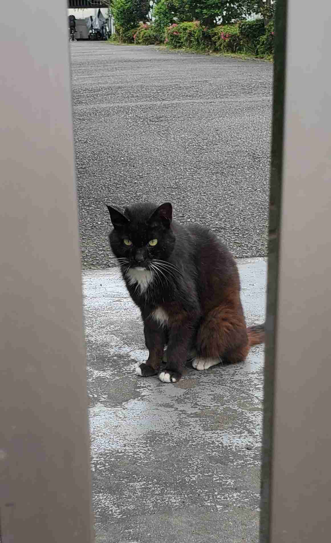白黒猫の写真(白黒ブチ、白、黒1色)がみたい