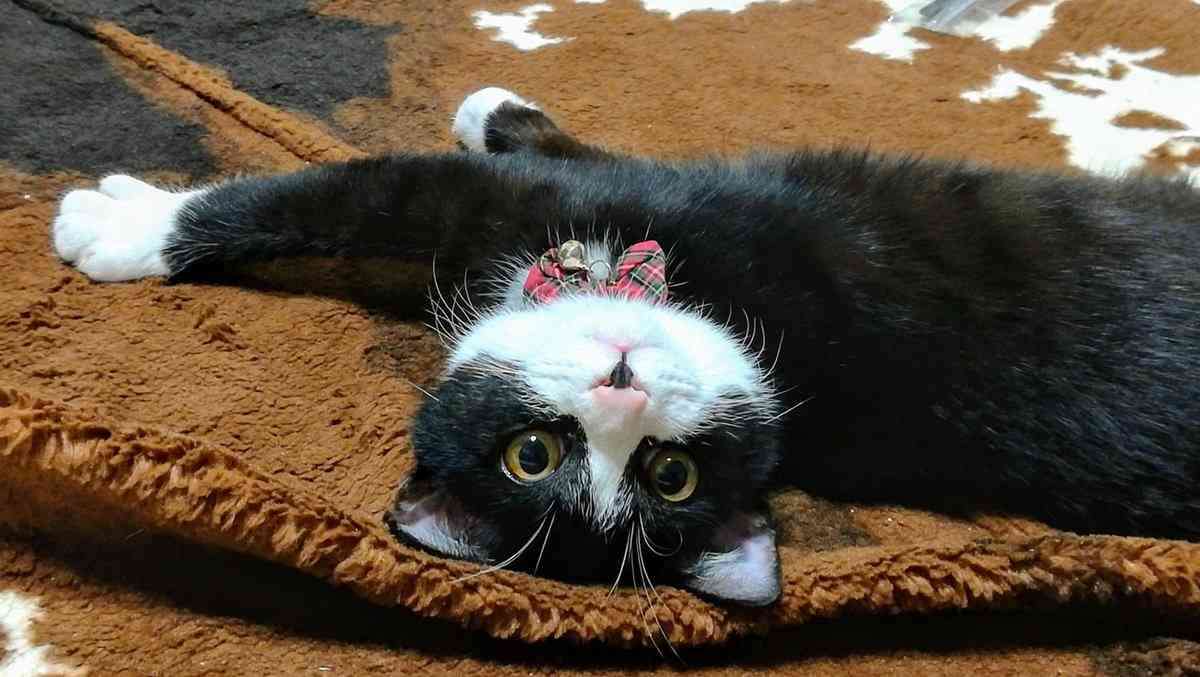 白黒猫の写真(白黒ブチ、白、黒1色)がみたい