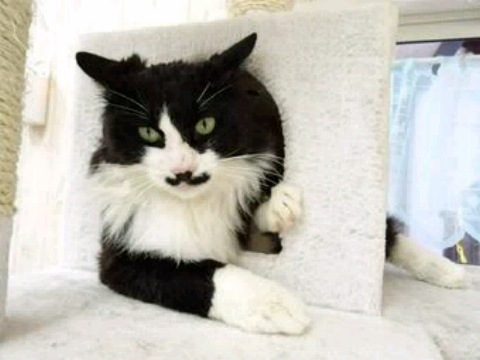 白黒猫の写真(白黒ブチ、白、黒1色)がみたい
