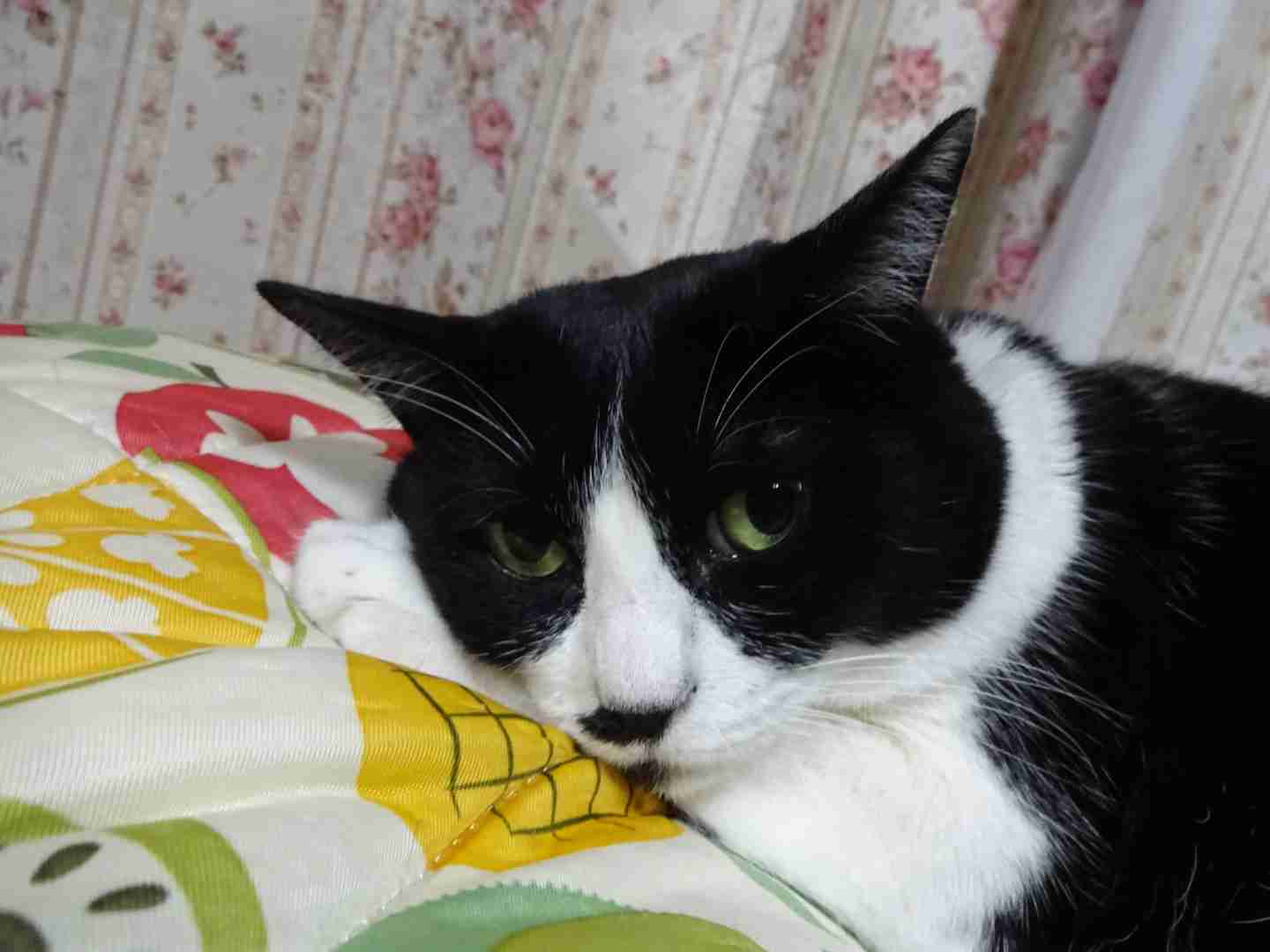 白黒猫の写真(白黒ブチ、白、黒1色)がみたい