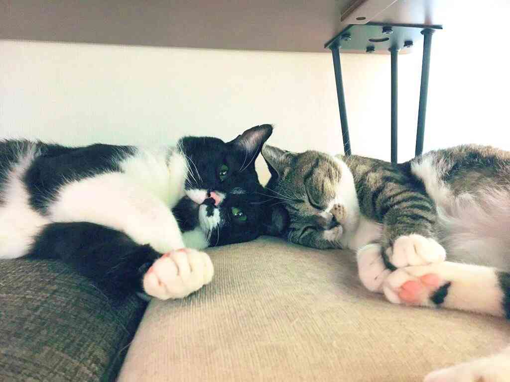 白黒猫の写真(白黒ブチ、白、黒1色)がみたい