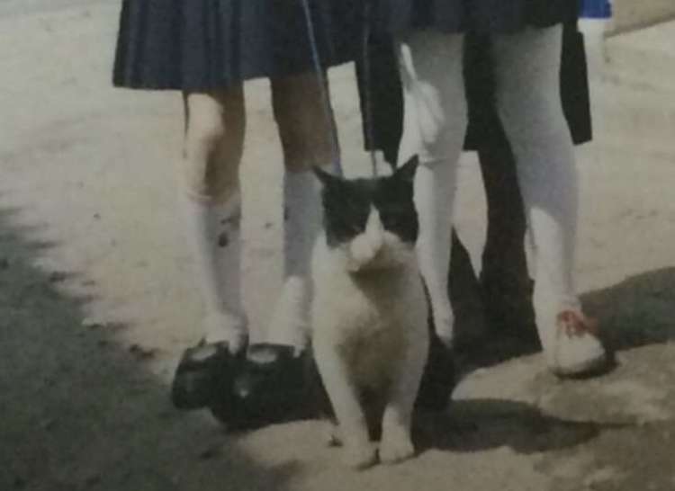 白黒猫の写真(白黒ブチ、白、黒1色)がみたい