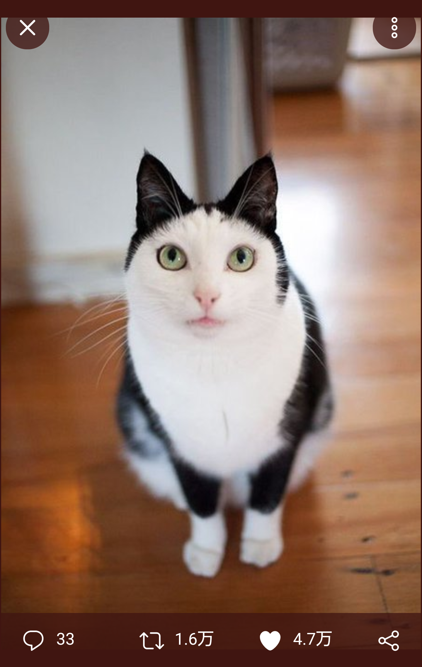 白黒猫の写真(白黒ブチ、白、黒1色)がみたい