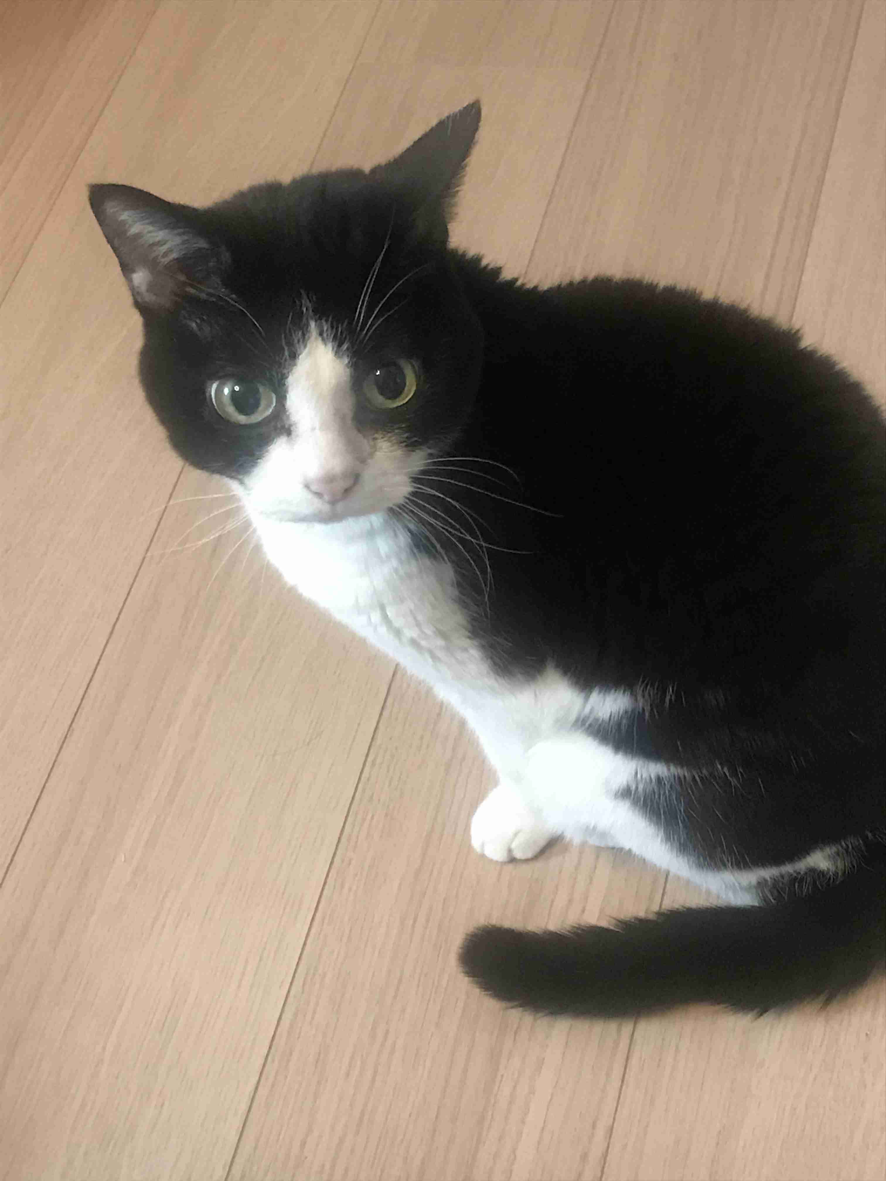 白黒猫の写真(白黒ブチ、白、黒1色)がみたい