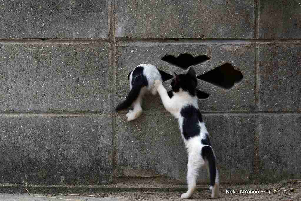 白黒猫の写真(白黒ブチ、白、黒1色)がみたい