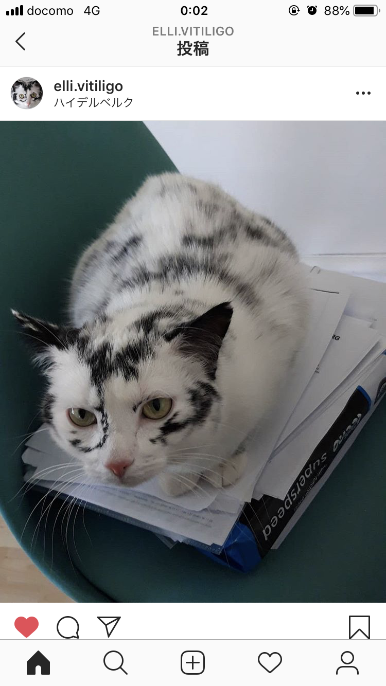 白黒猫の写真(白黒ブチ、白、黒1色)がみたい