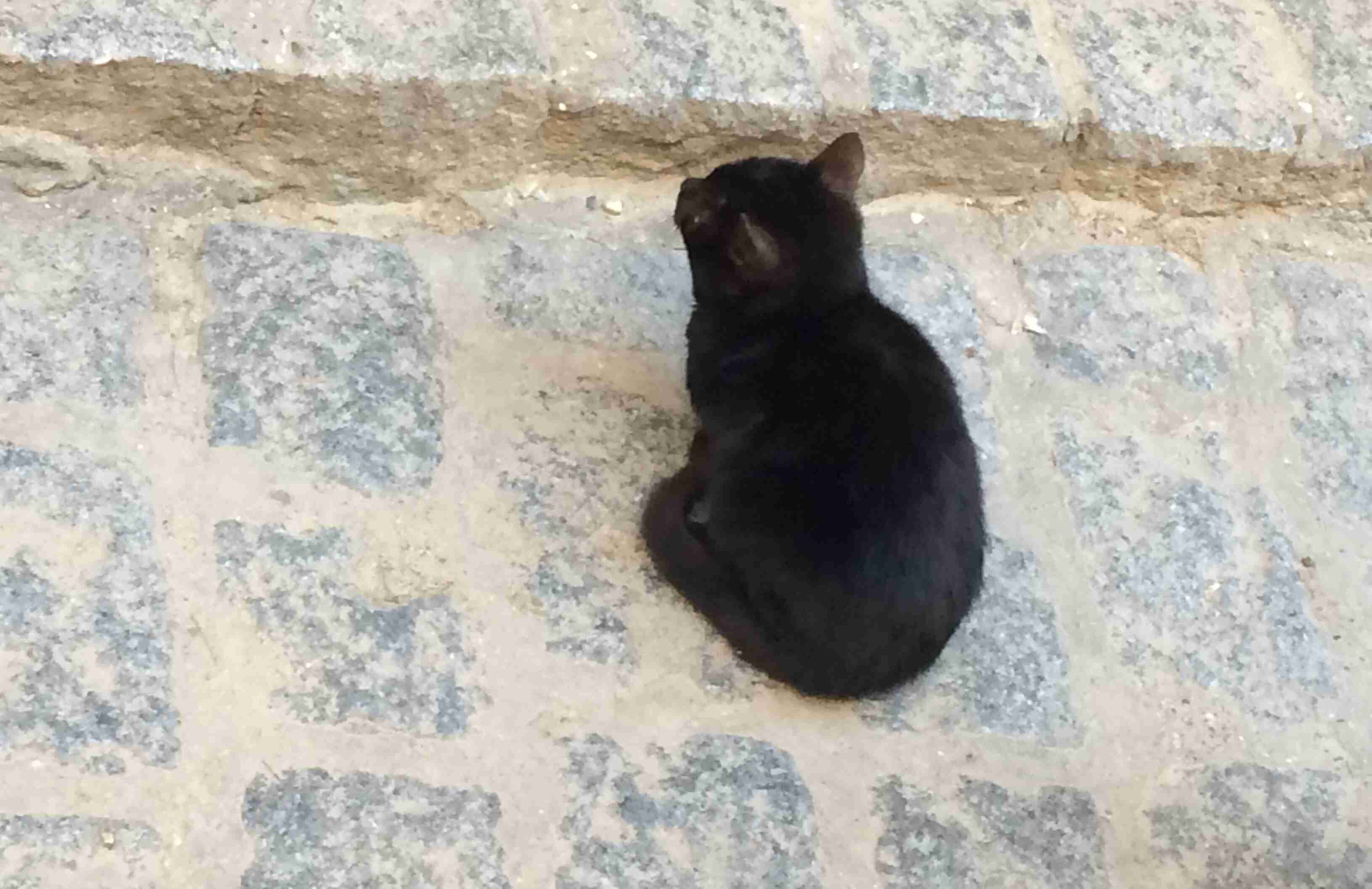 白黒猫の写真(白黒ブチ、白、黒1色)がみたい
