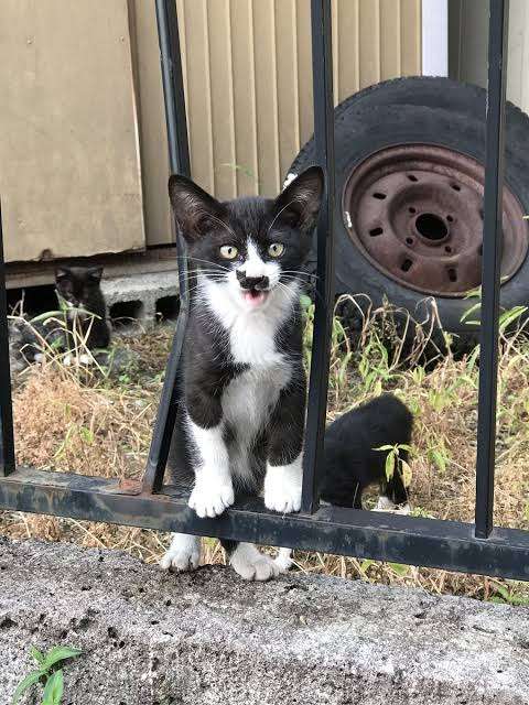 白黒猫の写真(白黒ブチ、白、黒1色)がみたい