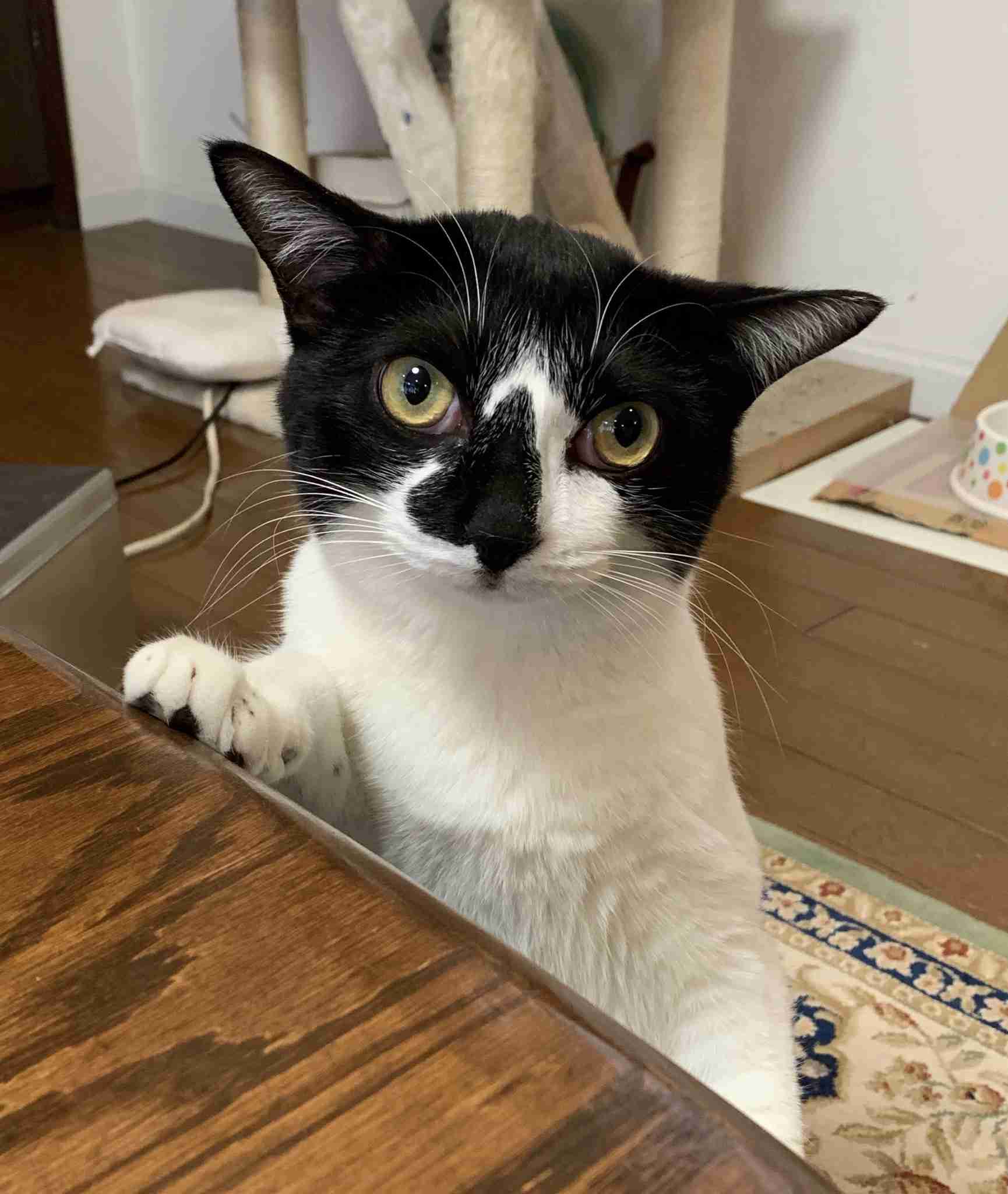 白黒猫の写真(白黒ブチ、白、黒1色)がみたい