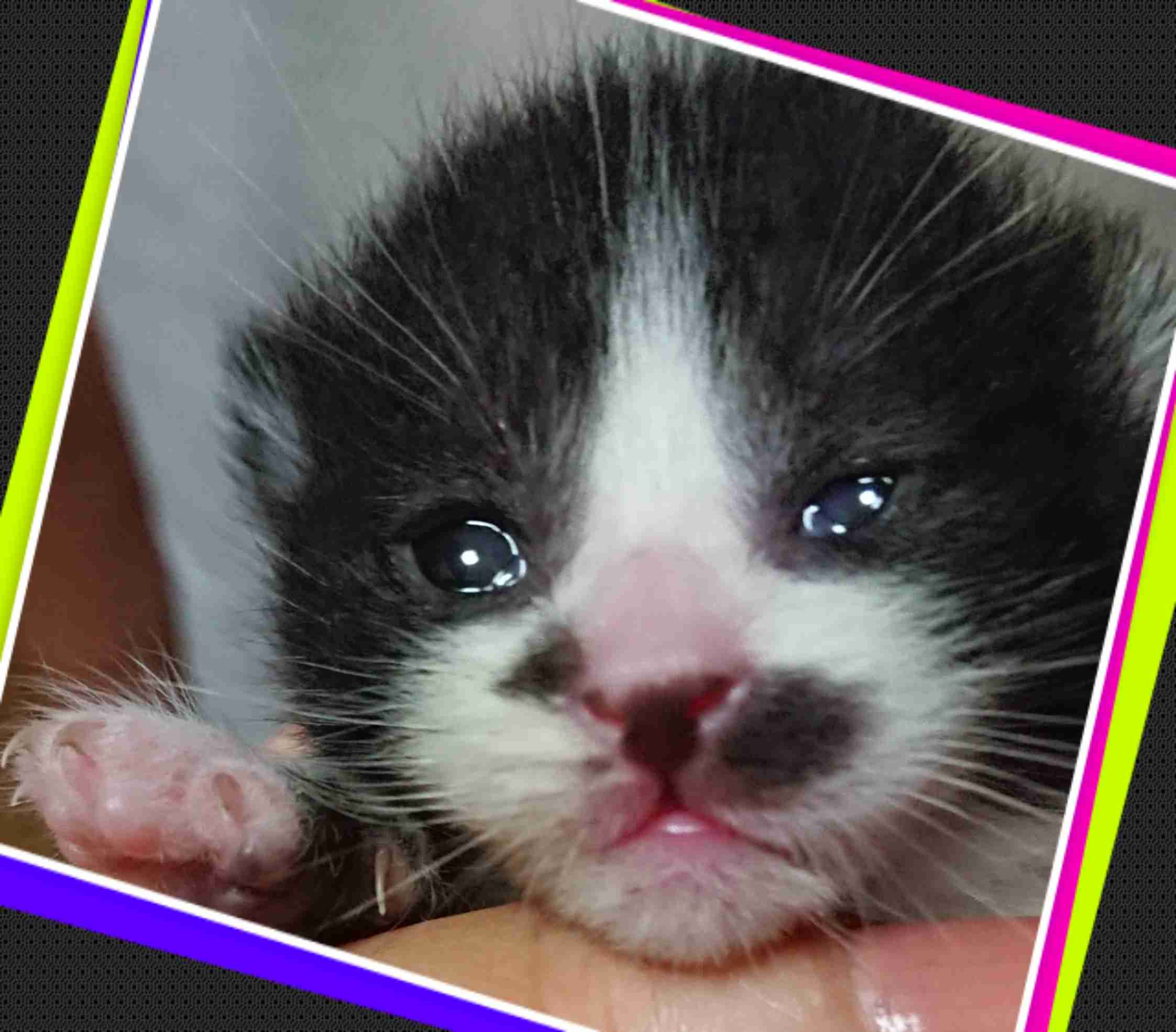 白黒猫の写真(白黒ブチ、白、黒1色)がみたい