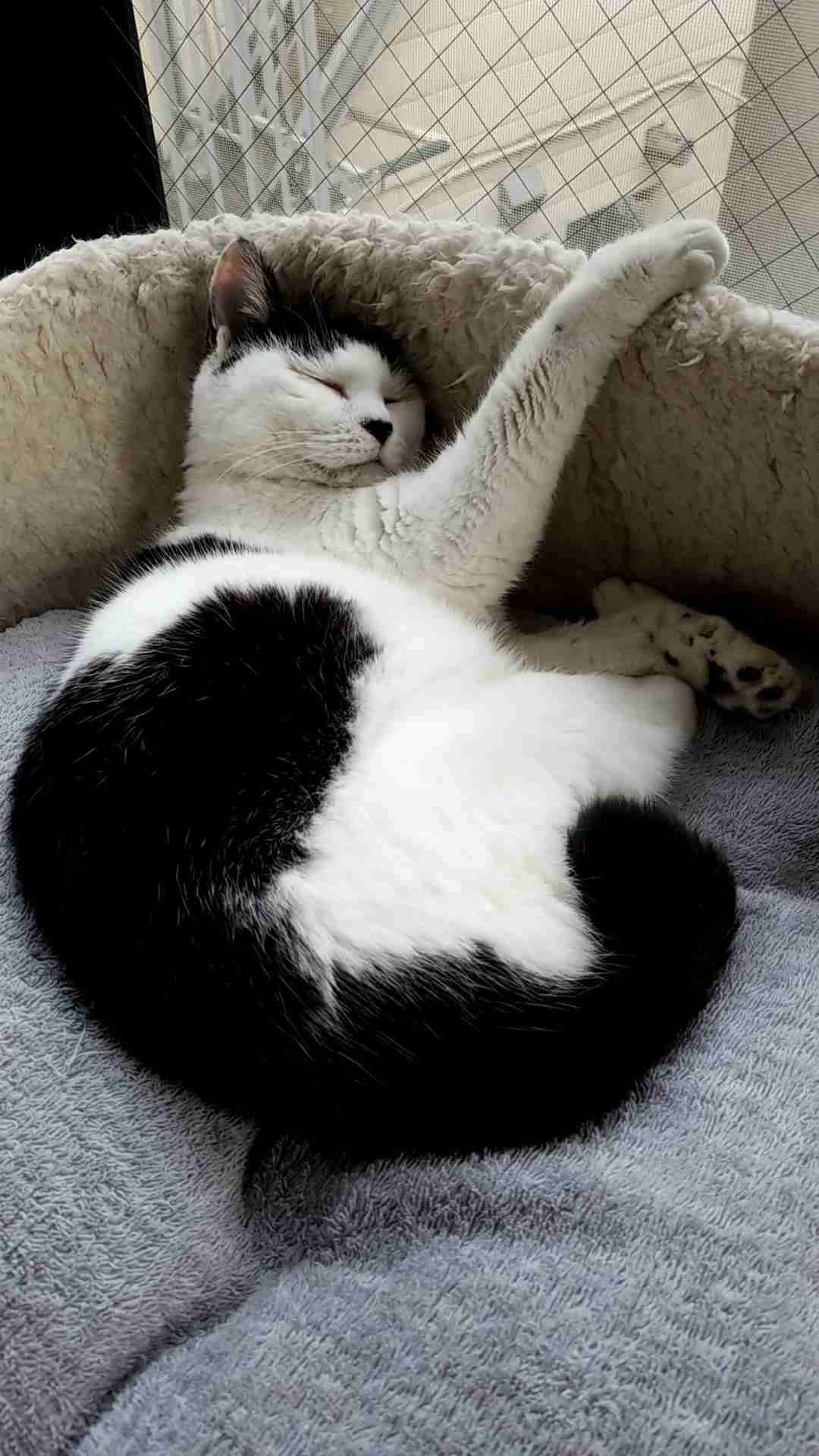 白黒猫の写真(白黒ブチ、白、黒1色)がみたい