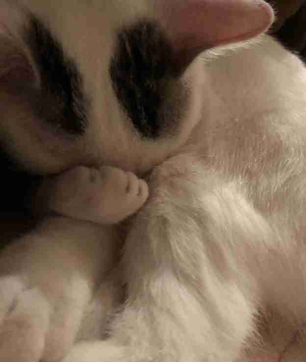 白黒猫の写真(白黒ブチ、白、黒1色)がみたい