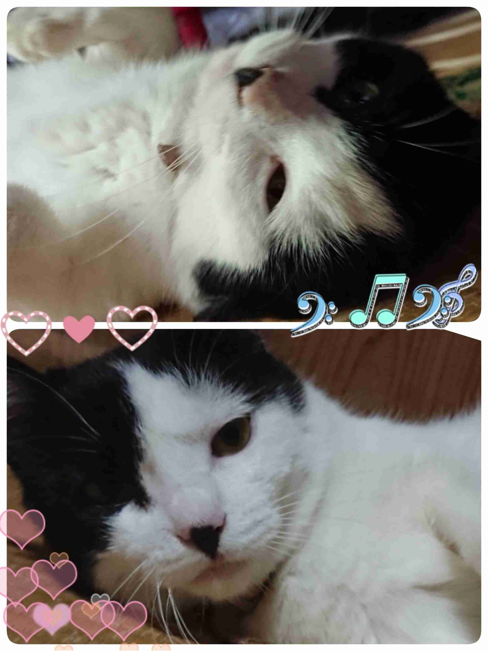 白黒猫の写真(白黒ブチ、白、黒1色)がみたい