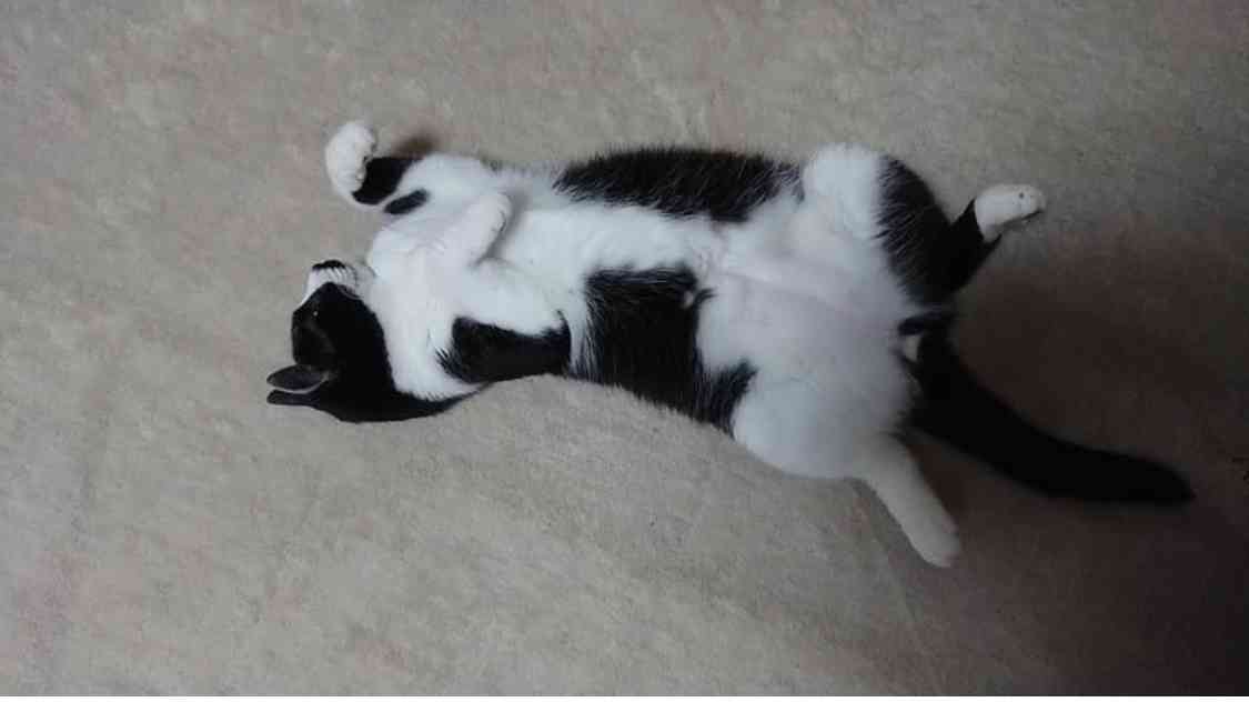 白黒猫の写真(白黒ブチ、白、黒1色)がみたい