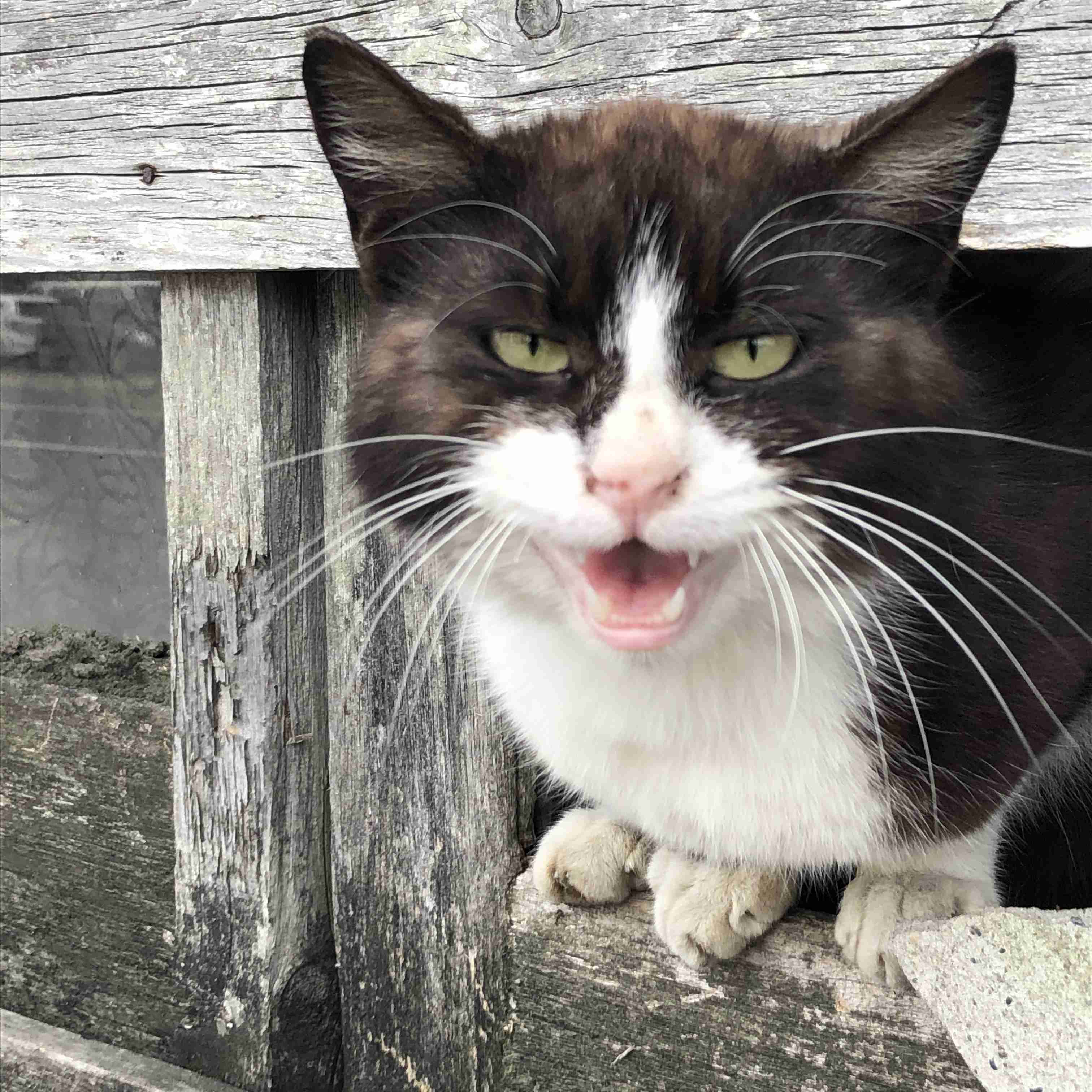 白黒猫の写真(白黒ブチ、白、黒1色)がみたい