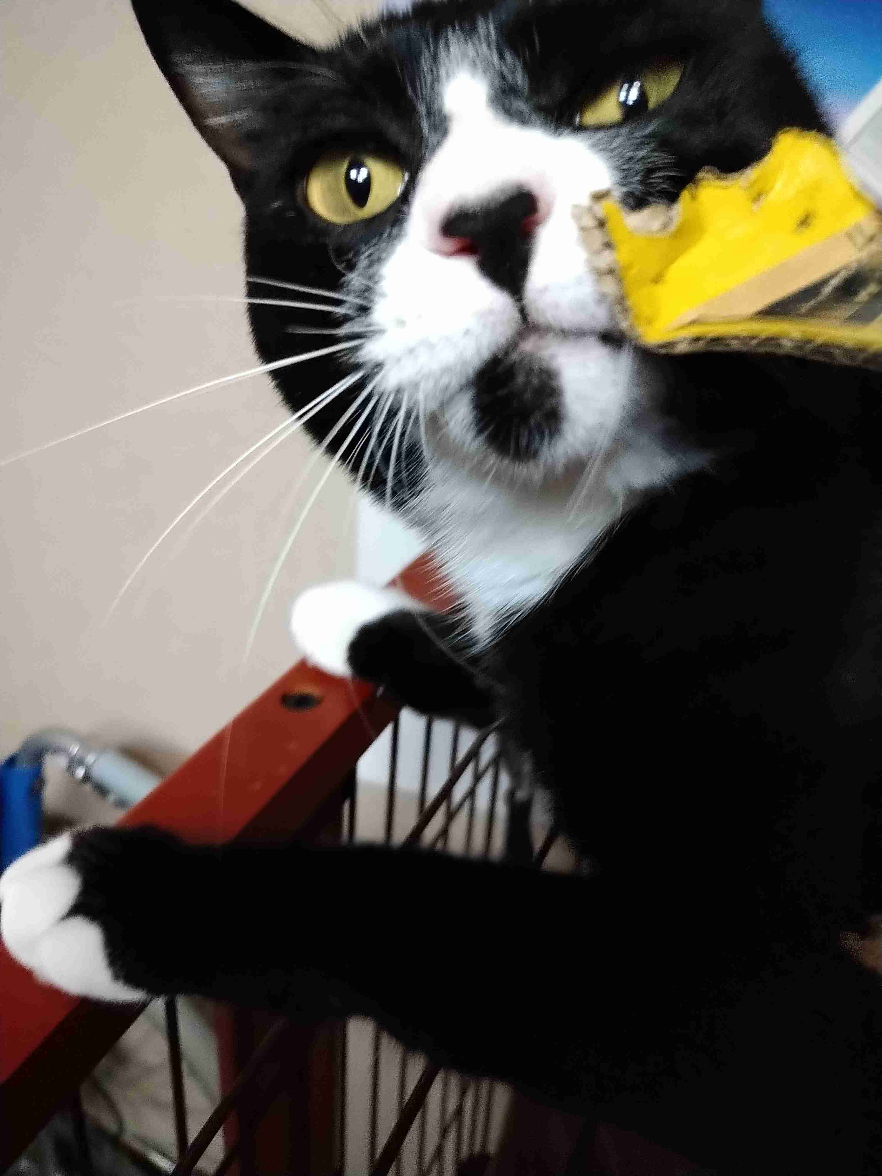 白黒猫の写真(白黒ブチ、白、黒1色)がみたい