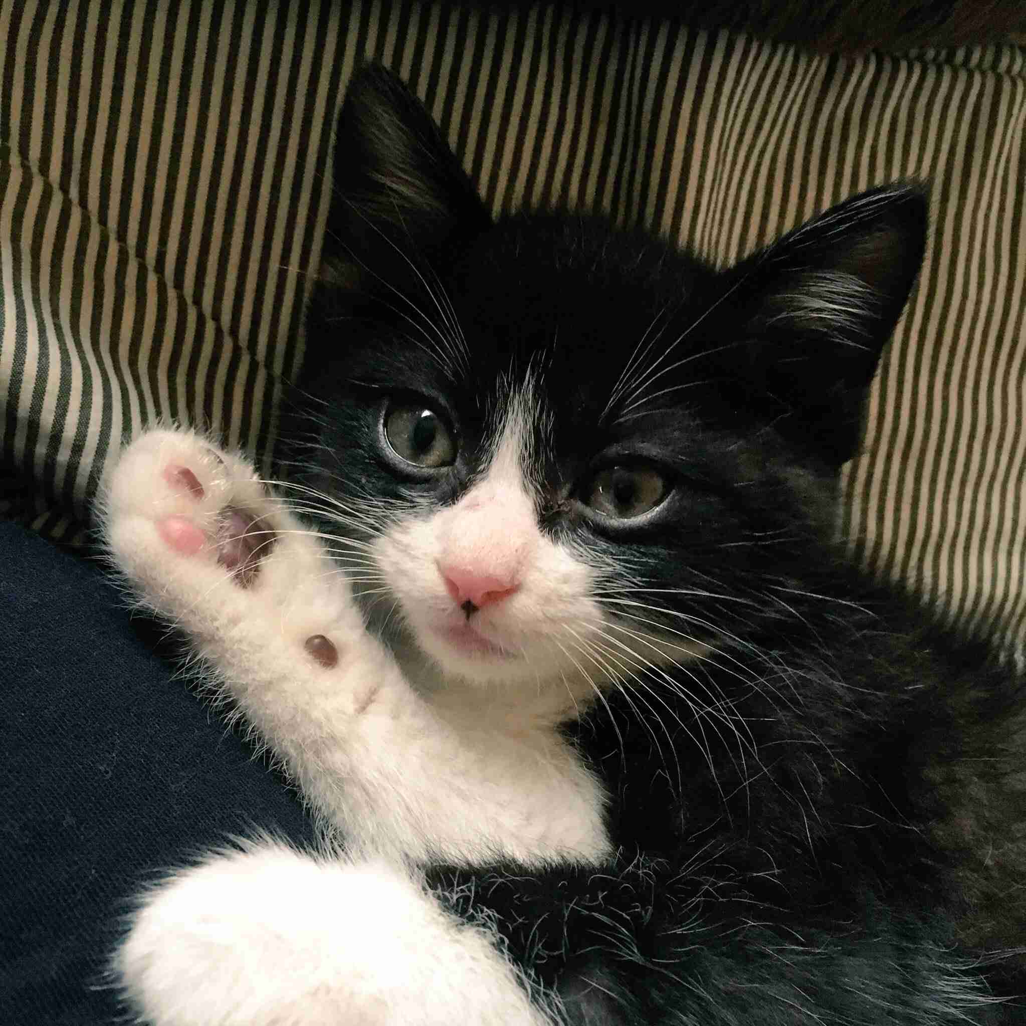 白黒猫の写真(白黒ブチ、白、黒1色)がみたい