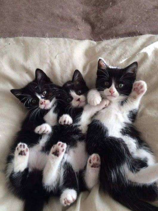 白黒猫の写真(白黒ブチ、白、黒1色)がみたい