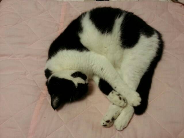 白黒猫の写真(白黒ブチ、白、黒1色)がみたい