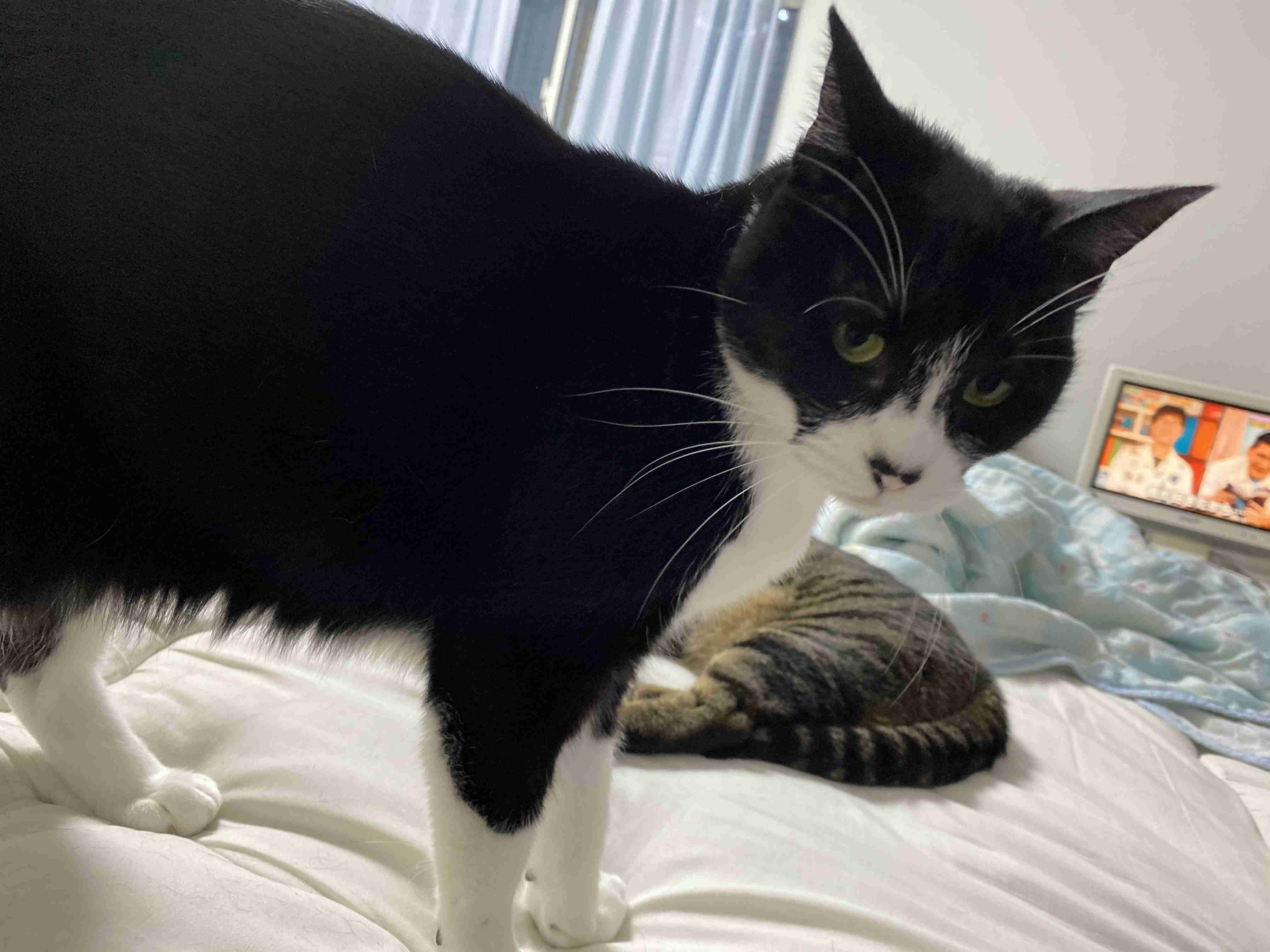 白黒猫の写真(白黒ブチ、白、黒1色)がみたい