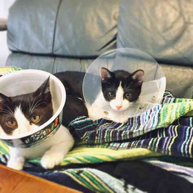 白黒猫の写真(白黒ブチ、白、黒1色)がみたい